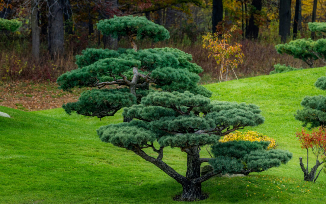 Erreurs d&rsquo;aménagement de jardin : les pièges à éviter